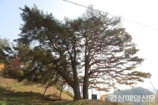 예천 수한리 소나무 `경상북도 기념물` 지정