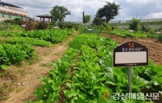 대구 동구청, 도심 속 치유공간 공영텃밭 분양 시작