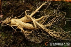 품질인증 QR코드로 영주 풍기인삼 신뢰 높인다