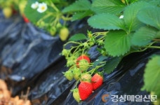 울진군, 왕피천 공원 유기농 딸기 수확 체험