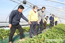 김충섭 김천시장, 감천면 참외농가 방문