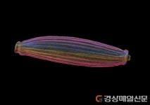 백두대간 자생씨앗 아름다움에 반하다