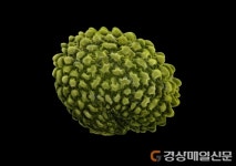 백두대간 자생씨앗 아름다움에 반하다