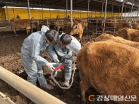 안동형 씨암소 수정란 이식 업무약정 체결