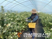 고령군 운수면, 슈퍼푸드 블루베리  올해 첫 출하
