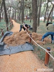 포항시, 송도솔밭 도시숲서 맨발걷기로 힐링하세요