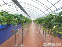 봉화군, 경북 최고의 ‘명품 딸기’ 재배한다