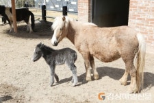 울진 왕피천공원 동물농장서 ‘미니말’ 탄생
