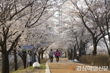 <포토>영주 서천 둔치 ‘벚꽃 만개’