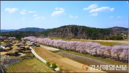 안동 주요 벚꽃거리, 중국서 ‘뜨거운 반응’