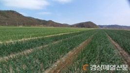 안동농기센터, 마늘·양파 후기 관리 당부