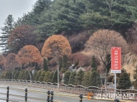 안동시, 태화중앙로 가로수 교체 추진