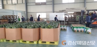 고령우곡그린복합영농조합법인수박 직판장 개장