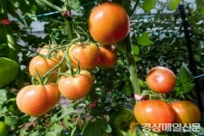 예천군 대표 농산물 ‘돌 토마토’ 본격 출하