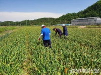 군위군 산성면,  봄철 농번기 농촌일손돕기 실시