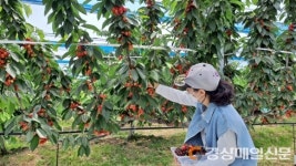 “울진체리 수확 체험하고 시식도 해봐요”