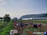 구미 옥성면, 영농체험 즐기고 감자농가 돕고