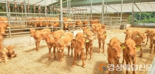 포항시, 한우 암소 감축ㆍ입식 자제에 적극 참여 요청