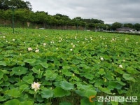 경주 ‘동궁과월지’ 연꽃단지, 연꽃 꽃망울 터뜨려