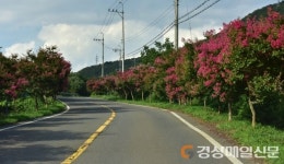 대구시, 분홍 물결 ‘배롱나무 꽃’ 명소는 어디 ?