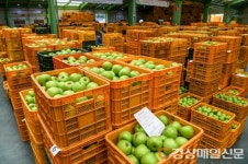 맛좋고 영양가득한 ‘영주 햇사과’ 본격 출하