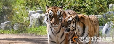 국립백두대간수목원, 호랑이날 행사 개최