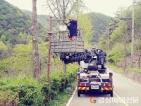 청송군, 지방도 시거장애목 정비 실시