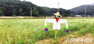 <포토>메밀꽃 가득 필 무렵