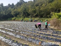 의성군 안계면 새마을부녀회, 배추 모종심기