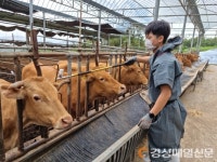경산시, 사육농가 하반기 구제역 일제 접종