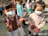 영주동부초병설유치원, 꼬마농부 고구마 수확