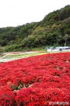 안동시 예안면, ‘향기로운 꽃천지 도촌마을’로 여러분을 초대합니다