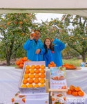 온라인 청도반시축제‘호응도 기대이상’
