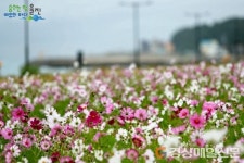 <포토>울진 죽변 봉평해안가 코스모스길 절정