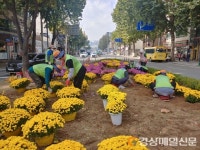 대구 동구, 도심 곳곳 ‘가을국화’로 물들인다
