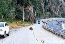울릉 구암마을 일주도로 대형 낙석 잇따라