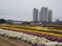 포항시, 국화향기 가득한 ‘뱃머리마을 국화전시회’ 개최