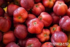영주 별사과 ‘가을스타’ 출하 시작…영주에서만 생산