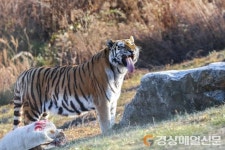 봉화 국립백두대간수목원, 호랑이 관람 일시중단