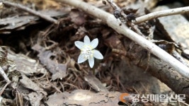 소백산국립공원, 경칩 앞두고 다양한 야생화 꽃잎 ‘활짝’
