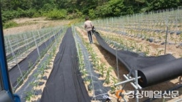 청송군, 고품질 명품고추 생산 지원에 앞장