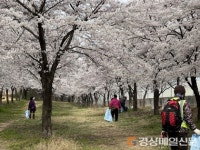 김천 자산동, 벚꽃길 주변 환경정화 활동