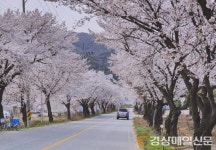 구미 늦은 벚꽃 명소 소개