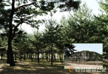 <특집> 소나무 향 코끝에 스미고…자연 벗 삼은 최고 치유장 ‘안동 명품길’
