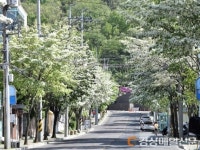 대구 “여름 시작 알리는 ‘이팝나무 가로수길’ 즐겨요”