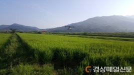 청도군, 벼 병해충 드론공동방제사업 접수