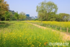 <포토> 수성구 팔현생태공원, 레몬빛 유채꽃 만개