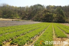 안동농기센터, 약용작물이 채소로 옷 갈아 입다