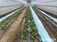 울진, 바이러스 프리묘 고구마 종순 공급