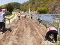 봉화군, 고구마 텃밭 일구며 치매 예방